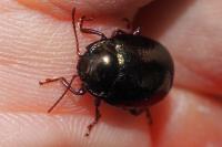 Chrysolina bankii