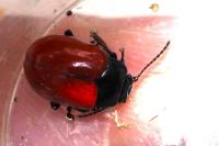 Chrysomela populi