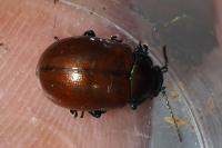 Chrysolina polita