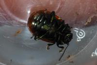 Chrysolina polita