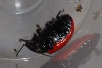 Chrysomela populi
