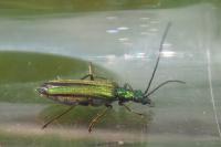 Oedemera nobilis
