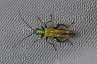 Oedemera nobilis
