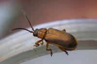 Galerucella calmariensis