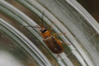 Galerucella calmariensis