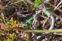 Cicindela campestris