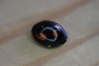 Exochomus quadripustulatus