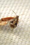 Bruchidius bimaculatus