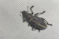 Brachyderes lusitanicus