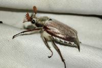 Melolontha melolontha