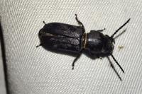 Spondylis buprestoides