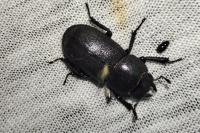 Dorcus parallelipipedus