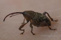 Curculio glandium