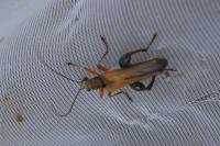 Oedemera podagrariae