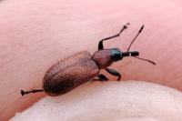 Lasiorhynchites caeruleocephalus