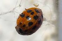 Harmonia axyridis