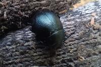 Timarcha goettingensis