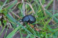 Timarcha goettingensis