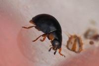 Parexochomus nigromaculatus