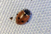 Hippodamia variegata