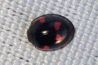 Exochomus quadripustulatus