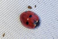 Coccinella septempunctata
