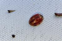 Harmonia quadripunctata