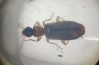 Demetrias atricapillus