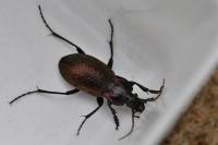 Carabus nemoralis