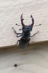 Lucanus cervus