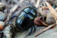 Anoplotrupes stercorosus