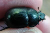 Anoplotrupes stercorosus