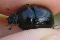Anoplotrupes stercorosus
