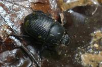 Geotrupes spiniger