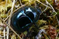 Trypocopris pyrenaeus