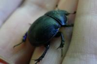 Trypocopris pyrenaeus