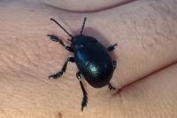 Timarcha goettingensis