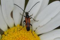 Stenurella bifasciata