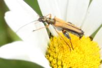 Oedemera podagrariae