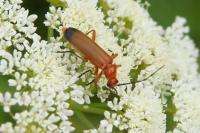 Rhagonycha fulva
