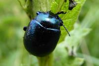 Timarcha goettingensis