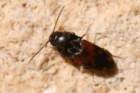 Drasterius bimaculatus