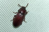 Uloma culinaris