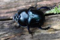 Anoplotrupes stercorosus