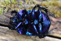 Anoplotrupes stercorosus