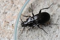 Abax parallelepipedus