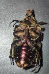 Cetonia aurata