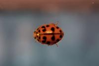 Harmonia axyridis