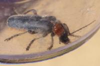 Cantharis pellucida