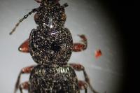 Pterostichus madidus